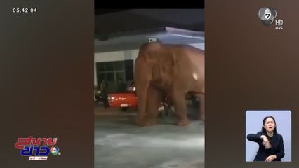 พลายด้วน บุกวัด จ.นครราชสีมา