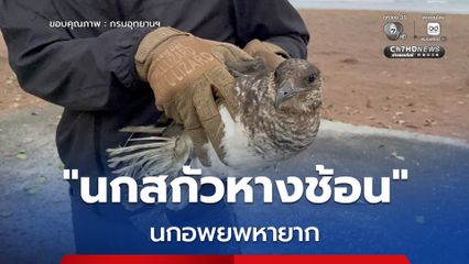อุทยานแห่งชาติหาดวนกร รับมอบนกสกัวหางช้อน นกอพยพหายาก พบเดินโซเซริมชายหาดบางสะพาน