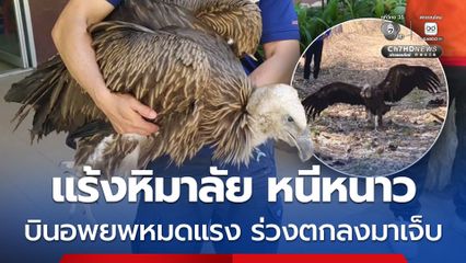 แร้งหิมาลัย หนีหนาว บินอพยพหมดแรง ร่วงตกลงมาเจ็บ ที่ จ.ตาก