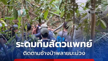 ระดมทีมสัตวแพทย์ติดตามช้างป่าพลายมะม่วง เพื่อตรวจสอบปลอกคอและรักษาอาการบาดเจ็บ พร้อมจัดเจ้าหน้าที่ติดตามอาการอย่างใกล้ชิด