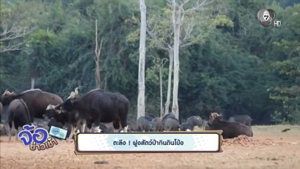 ตะลึง ! ฝูงสัตว์ป่ากินดินโป่ง