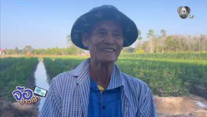 ดาวเรืองแปลงนี้ ดูแลโดยชายพิการ