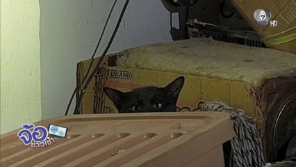 รักแมว ไม่ผิด แต่ต้องไม่เดือดร้อนคนอื่น