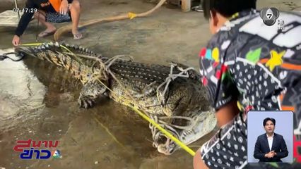 ชาวบ้านผวา เจอจระเข้ตัวใหญ่ยาว โผล่ลอยคอในคลองส่งน้ำ 