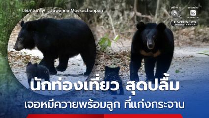 นักท่องเที่ยว สุดปลื้ม ขณะท่องเที่ยวที่อุทยานแห่งชาติแก่งกระจาน พบกับหมีควายตัวใหญ่ พร้อมลูกน้อยตัวเล็ก เดินอยู่กลางถนน