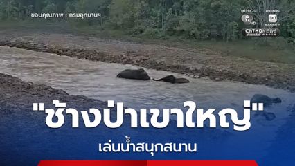 ช้างป่าเขาใหญ่ เล่นน้ำสนุกสนาน หลังโครงการแก้ปัญหาช้างออกนอกพื้นที่เริ่มเห็นผล