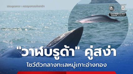 “วาฬบรูด้า” คู่สง่า โชว์ตัวกลางทะเลหมู่เกาะอ่างทอง