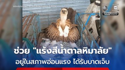 ช่วย “แร้งสีน้ำตาลหิมาลัย” อยู่ในสภาพอ่อนแรง ได้รับบาดเจ็บ