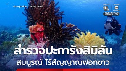 กรมอุทยานฯ เผยผลสำรวจปะการังสิมิลัน สมบูรณ์ ไร้สัญญาณฟอกขาว พร้อมขับเคลื่อนภารกิจมูลนิธิอนุรักษ์แนวปะการังฯ