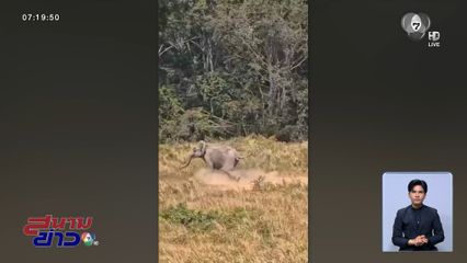 ช้างป่าตกใจโดรนชาวต่างชาติ หนีเตลิดเข้าป่า