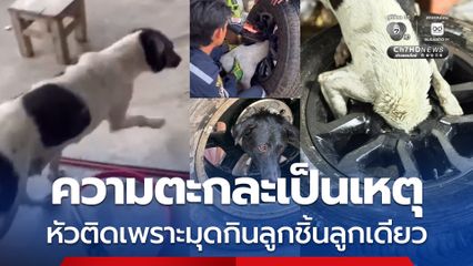 แจ้งกู้ภัยช่วยน้องหมา ความตะกละเป็นเหตุ หัวติดล้อแมกซ์รถยนต์เพราะมุดกินลูกชิ้นลูกเดียว
