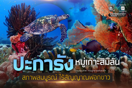 ปะการังหมู่เกาะสิมิลัน สภาพสมบูรณ์ ไร้สัญญาณฟอกขาว