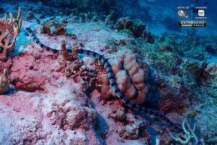 ปะการังหมู่เกาะสิมิลัน สภาพสมบูรณ์ ไร้สัญญาณฟอกขาว