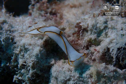 ปะการังหมู่เกาะสิมิลัน สภาพสมบูรณ์ ไร้สัญญาณฟอกขาว
