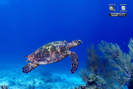 ปะการังหมู่เกาะสิมิลัน สภาพสมบูรณ์ ไร้สัญญาณฟอกขาว