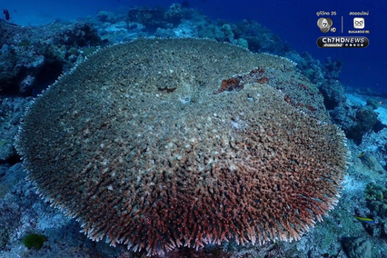 ปะการังหมู่เกาะสิมิลัน สภาพสมบูรณ์ ไร้สัญญาณฟอกขาว