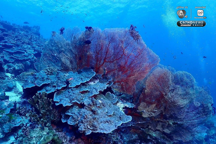 ปะการังหมู่เกาะสิมิลัน สภาพสมบูรณ์ ไร้สัญญาณฟอกขาว