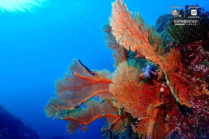 ปะการังหมู่เกาะสิมิลัน สภาพสมบูรณ์ ไร้สัญญาณฟอกขาว