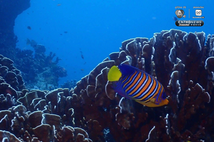 ปะการังหมู่เกาะสิมิลัน สภาพสมบูรณ์ ไร้สัญญาณฟอกขาว