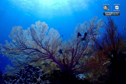 ปะการังหมู่เกาะสิมิลัน สภาพสมบูรณ์ ไร้สัญญาณฟอกขาว