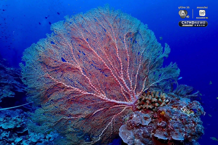 ปะการังหมู่เกาะสิมิลัน สภาพสมบูรณ์ ไร้สัญญาณฟอกขาว