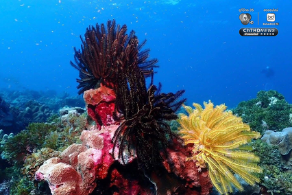 ปะการังหมู่เกาะสิมิลัน สภาพสมบูรณ์ ไร้สัญญาณฟอกขาว