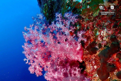 ปะการังหมู่เกาะสิมิลัน สภาพสมบูรณ์ ไร้สัญญาณฟอกขาว