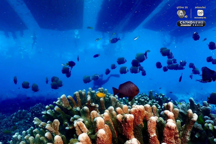 ปะการังหมู่เกาะสิมิลัน สภาพสมบูรณ์ ไร้สัญญาณฟอกขาว