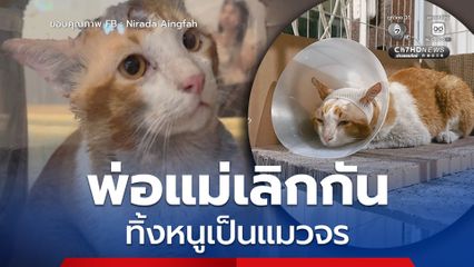 หาบ้านใหม่ให้ "แมวส้ม" ถูกทิ้งเพราะเจ้าของเลิกกัน วอนขอคนใจดีกับน้อง