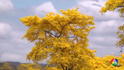 ชมความงาม "กัวยาคัน" บานสะพรั่งในเอกวาดอร์