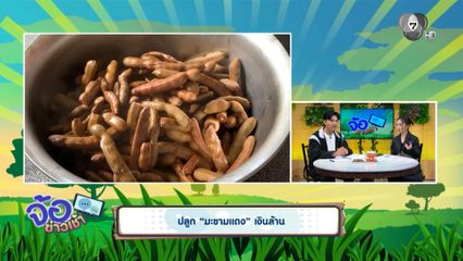 ปลูก มะขามแดง เงินล้าน