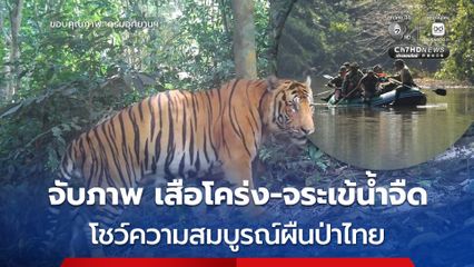 เจ้าหน้าที่อุทยานฯ แก่งกระจานลาดตระเวนเชิงคุณภาพ 10 วัน เก็บภาพจากกล้องดักถ่ายภาพสัตว์ป่า พบเสือโคร่ง-จระเข้น้ำจืดพันธุ์ไทย