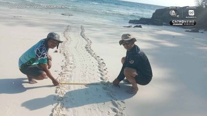 ข่าวดีสิมิลัน แม่เต่าตนุขึ้นวางไข่รังที่ 6