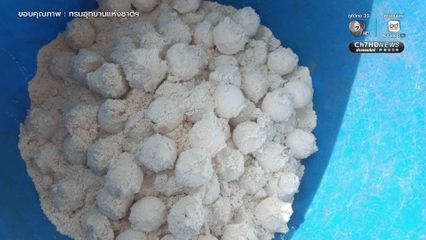 ข่าวดีสิมิลัน แม่เต่าตนุขึ้นวางไข่รังที่ 6