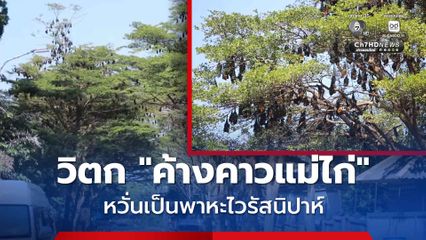 วิตก! ไวรัสนิปาห์ ชาวบ้านหวั่นระบาด หลังพบ "ค้างคาวแม่ไก่" นับพันตัวเกาะกิ่งไม้ในซอย