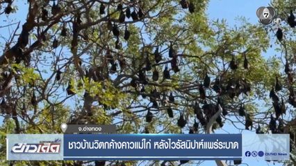 ชาวบ้านวิตกค้างคาวแม่ไก่ หลังไวรัสนิปาห์แพร่ระบาด