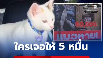 ใครเจอได้ 50,000 บาท สาวประกาศตามหาแมวหาย