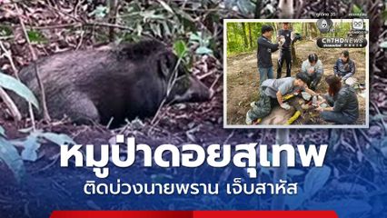 หมูป่าดอยสุเทพ ติดบ่วงแร้ว แผลบวมอักเสบอยู่ในสภาพอ่อนแรง