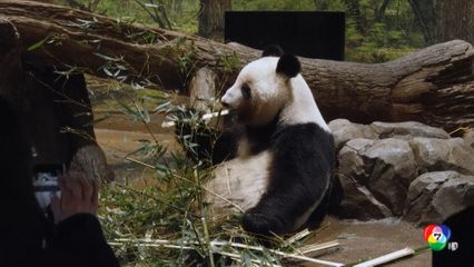 ชาวญี่ปุ่นอำลาอาลัยแพนด้ายักษ์ ก่อนส่งตัวกลับจีน