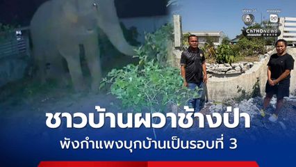 ชาวบ้านผวาช้างป่า พังกำแพงบุกบ้านเป็นรอบที่ 3