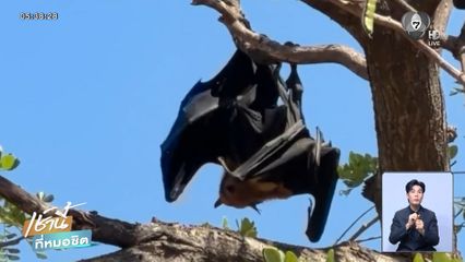 ชาวบ้านผวาค้างคาวแม่ไก่ จ.อ่างทอง