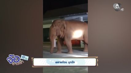 พลายด้วน บุกวัด จ.นครราชสีมา