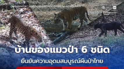 ทุ่งใหญ่นเรศวรตะวันตก บ้านของแมวป่า 6 ชนิด ยืนยันความอุดมสมบูรณ์ผืนป่าไทย
