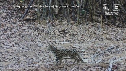 ทุ่งใหญ่นเรศวรตะวันตก บ้านของแมวป่า 6 ชนิด ยืนยันความอุดมสมบูรณ์ผืนป่าไทย