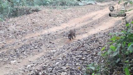 ทุ่งใหญ่นเรศวรตะวันตก บ้านของแมวป่า 6 ชนิด ยืนยันความอุดมสมบูรณ์ผืนป่าไทย