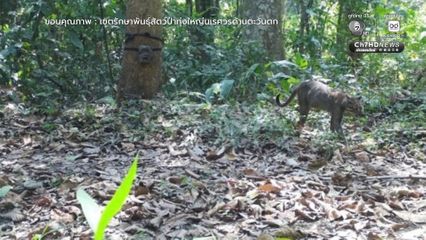 ทุ่งใหญ่นเรศวรตะวันตก บ้านของแมวป่า 6 ชนิด ยืนยันความอุดมสมบูรณ์ผืนป่าไทย