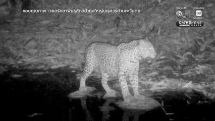 ทุ่งใหญ่นเรศวรตะวันตก บ้านของแมวป่า 6 ชนิด ยืนยันความอุดมสมบูรณ์ผืนป่าไทย