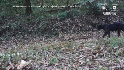 ทุ่งใหญ่นเรศวรตะวันตก บ้านของแมวป่า 6 ชนิด ยืนยันความอุดมสมบูรณ์ผืนป่าไทย