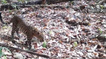 ทุ่งใหญ่นเรศวรตะวันตก บ้านของแมวป่า 6 ชนิด ยืนยันความอุดมสมบูรณ์ผืนป่าไทย