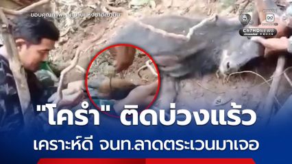 เจ้าหน้าที่ อช.เขานัน พบ “เลียงผา” ติดบ่วงแร้วดักสัตว์ จึงช่วยเหลือก่อนปล่อยคืนสู่ธรรมชาติ